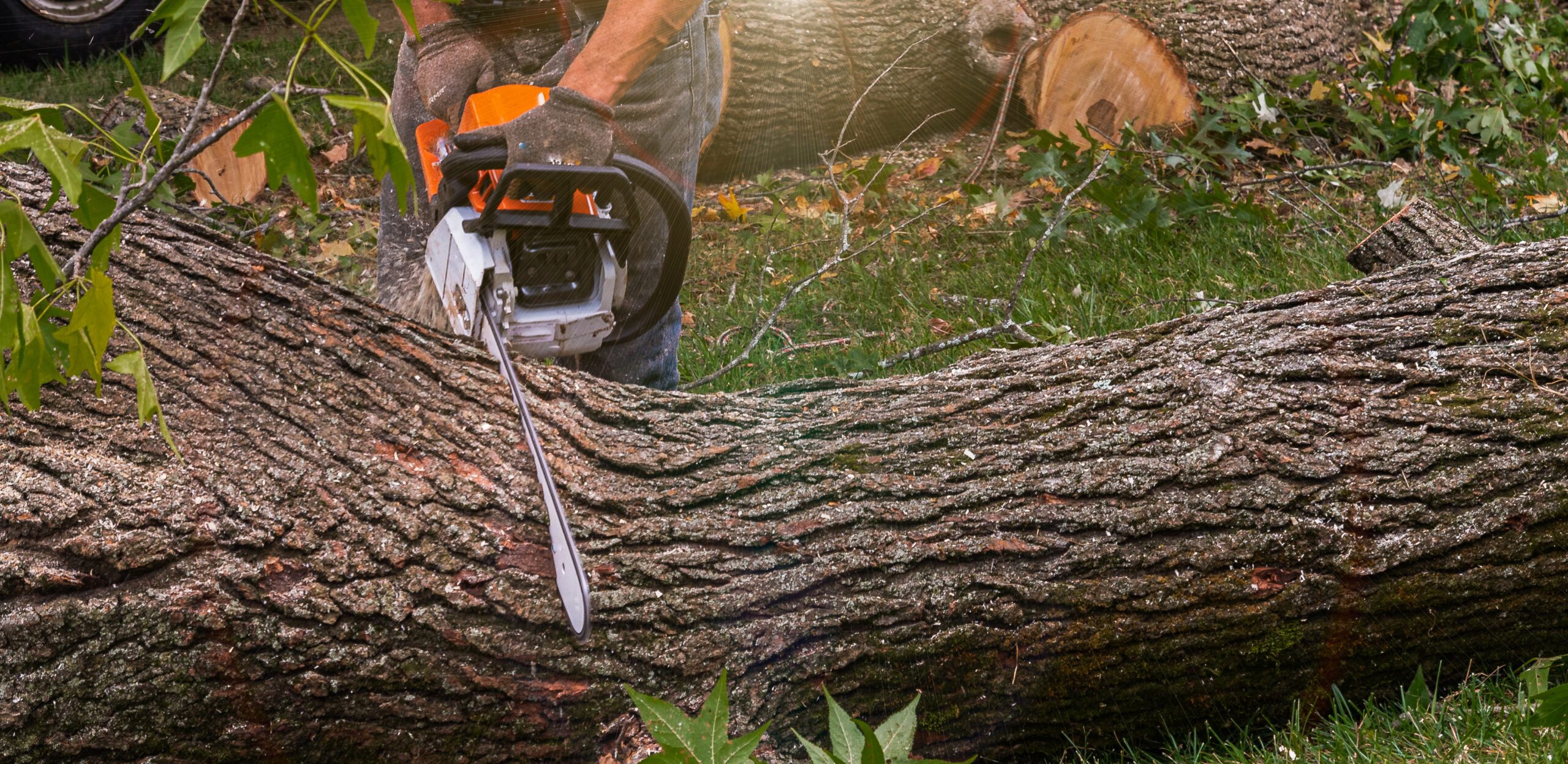 Expert Tree Care Solutions Across Virginia by King Tree Services