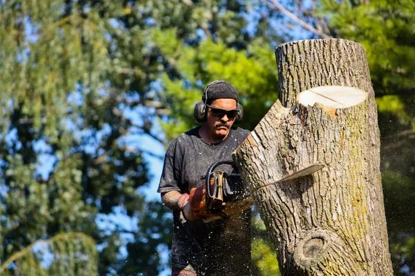 Best Tree Trimming Service for Fast and Safe Results