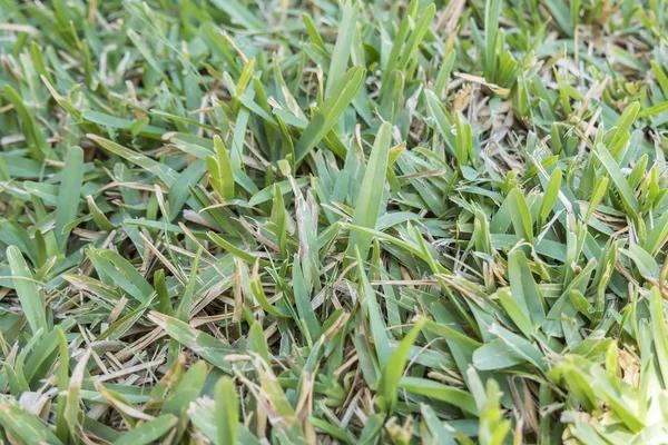 Preventative Grub Control Treatments to Protect Your Lawn from Damage