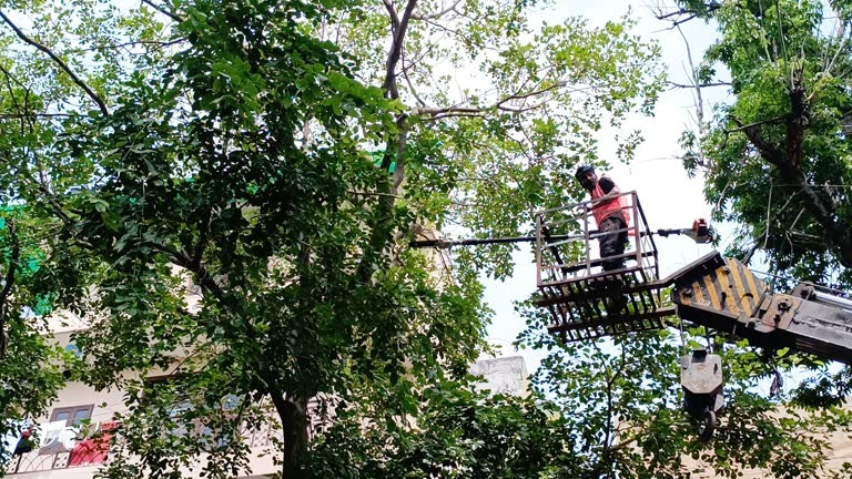 Dependable Tree Service Janesville for Complete Tree Maintenance Services