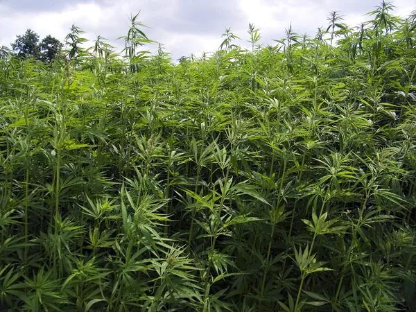 How Online Hemp Shopping Can Build Consumer Trust