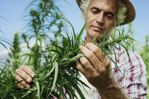 Understanding Delta-8 THC and Its Place Among Cannabinoid Products