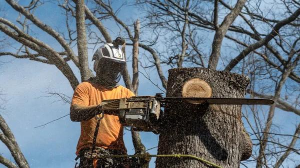 Find Skilled Experts for Reliable tree service near me