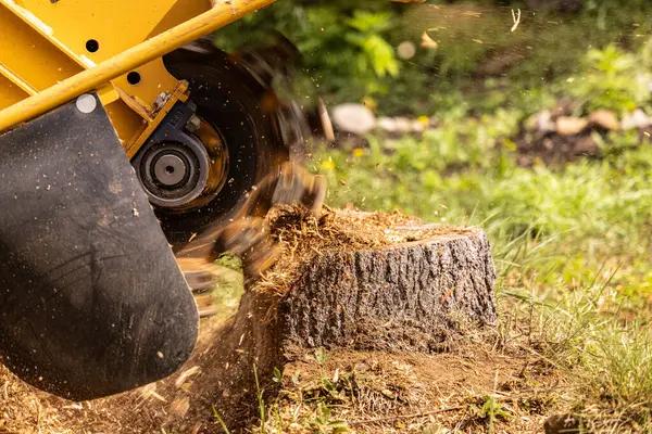 What to Expect From a Trusted Tree Removal Service